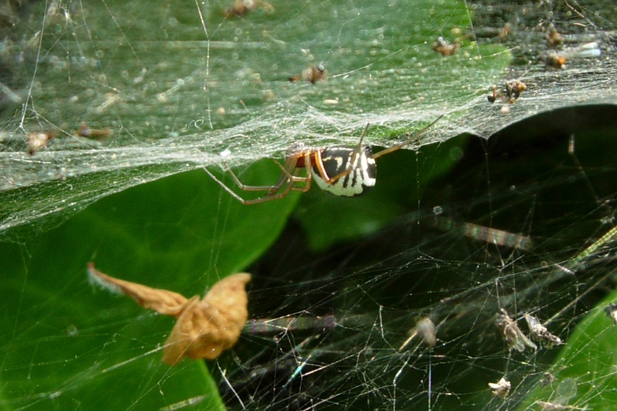 Anelosimus? No. Linyphiidae (Frontinellina frutetorum?)